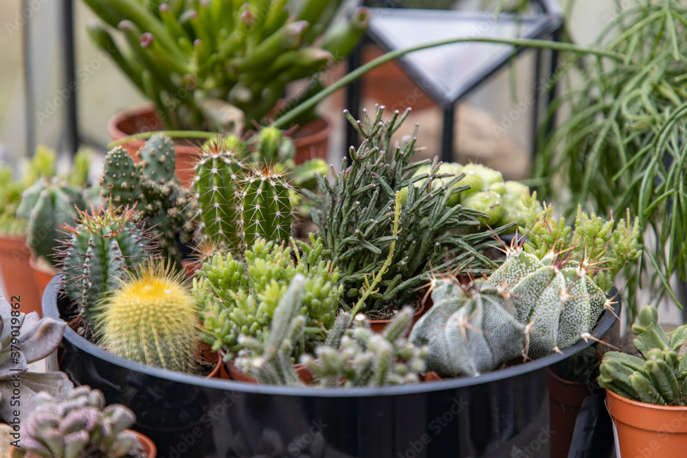 Florist table in a workshop with succulents and cacti Florist table in a workshop with succulents and cacti