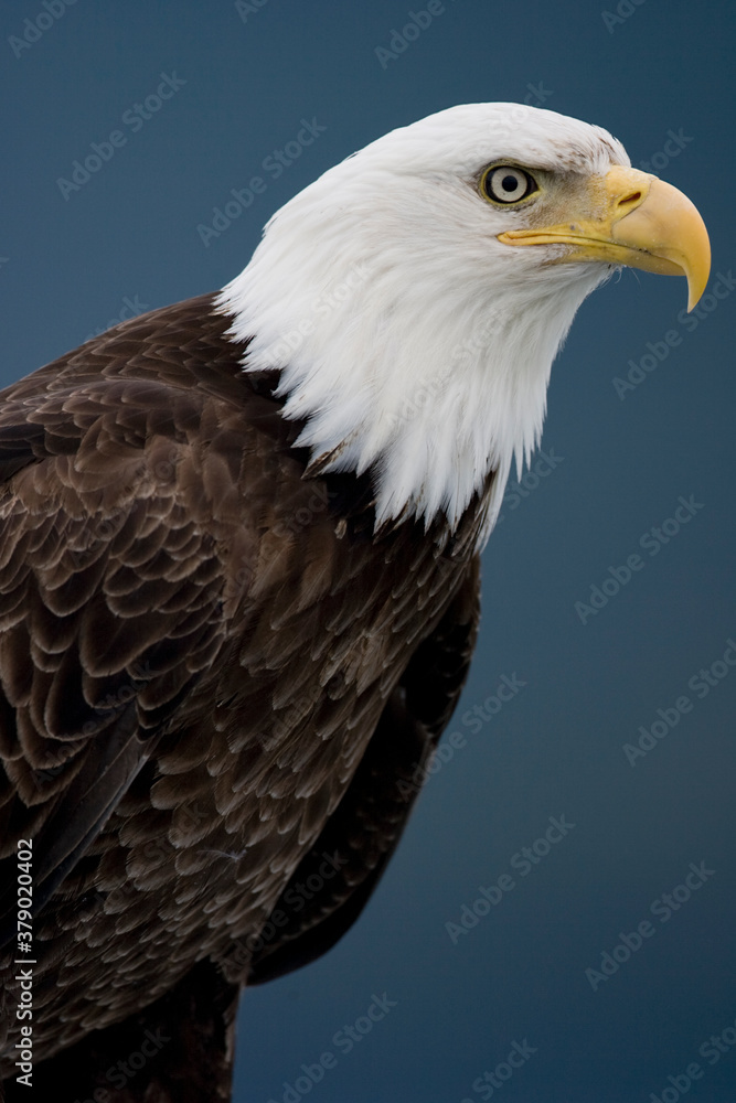 Obraz premium Bald Eagle, Tongass National Forest, Alaska