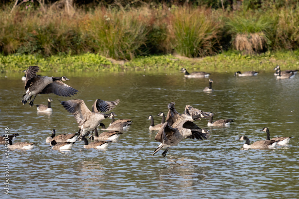 Canada Geese (Branta canadensis) arriving at a lake in Sussex Canada Geese (Branta canadensis) arriving at a lake in Sussex