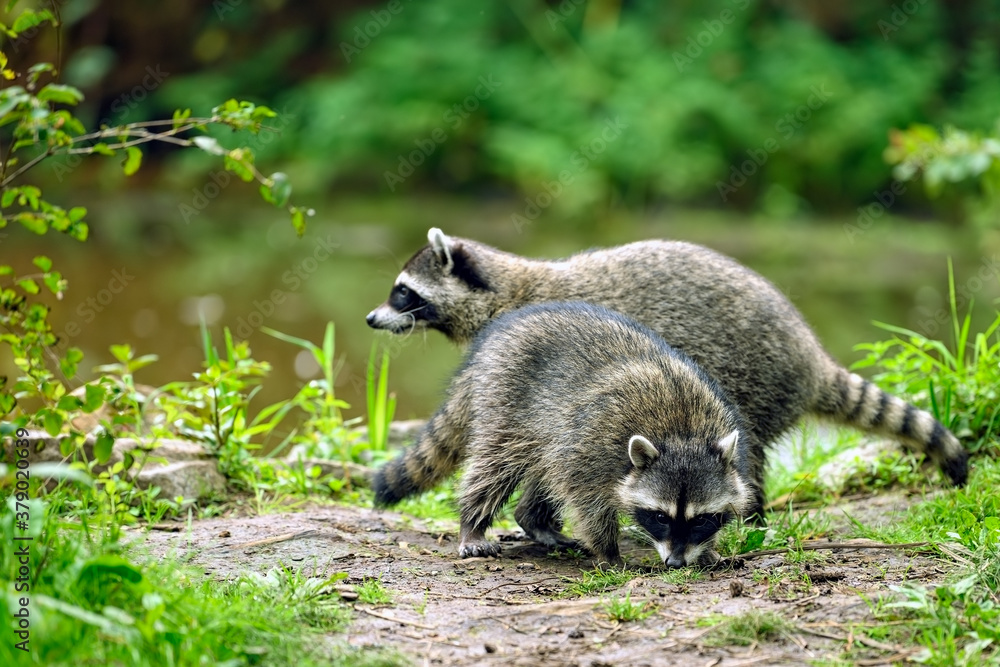 Close-up image of a cute young raccoon (Procyon lotor)