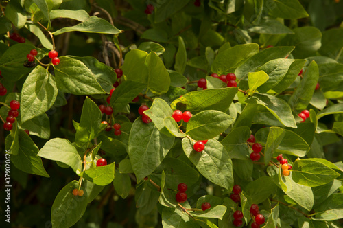 close-up: red berries of fly honeysuckle