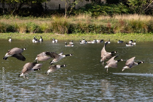 Canada Geese (Branta canadensis) arriving at a lake in Sussex