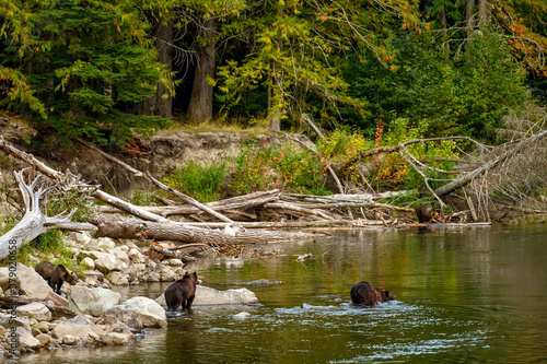 Fotografie Grizzly Bear (Ursus arctos horribilis) salmon fishing in the Atnarko River in Tw