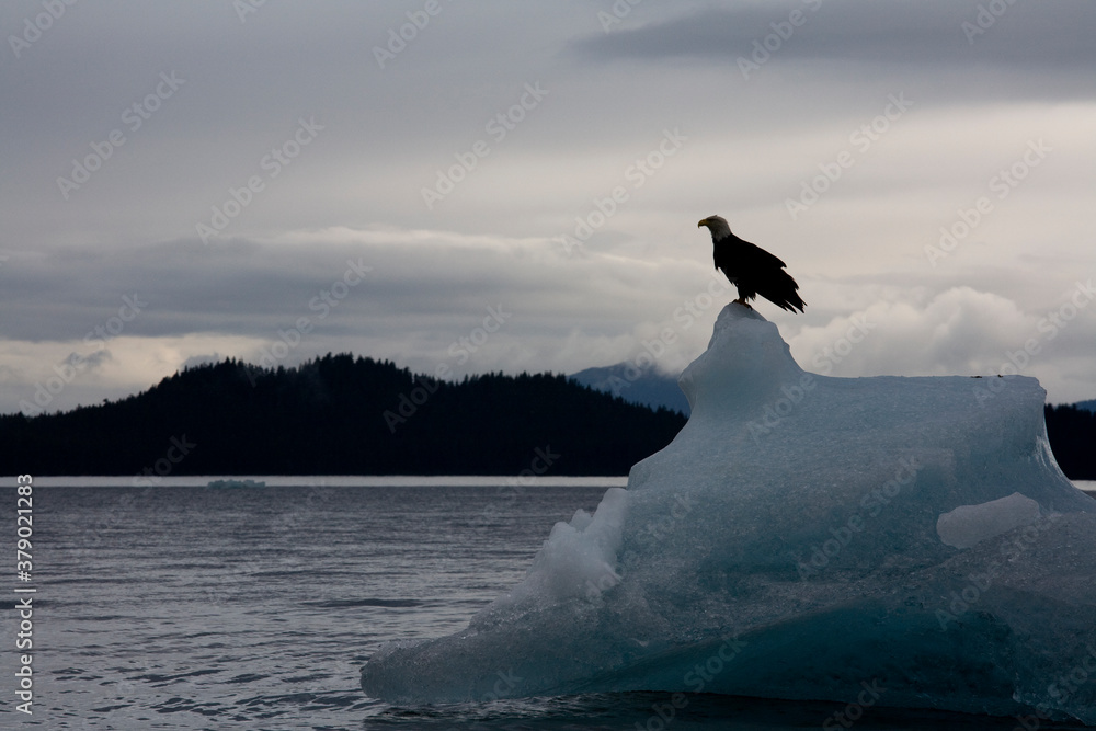 Obraz premium Bald Eagle on Iceberg, Alaska