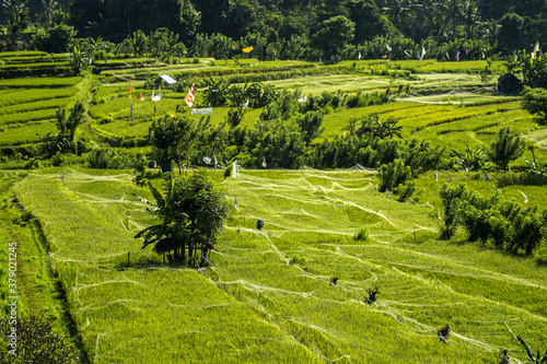 Green rice terraces in Bali.