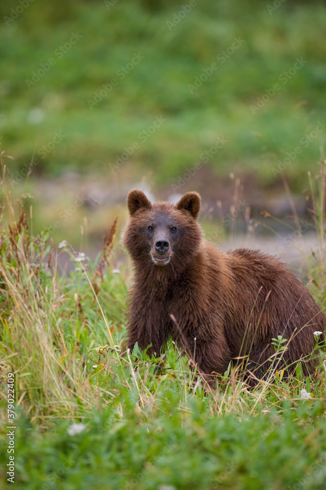 Brown Bear in Coastal Meadow, Pybus Bay, Alaska Brown Bear in Coastal Meadow, Pybus Bay, Alaska