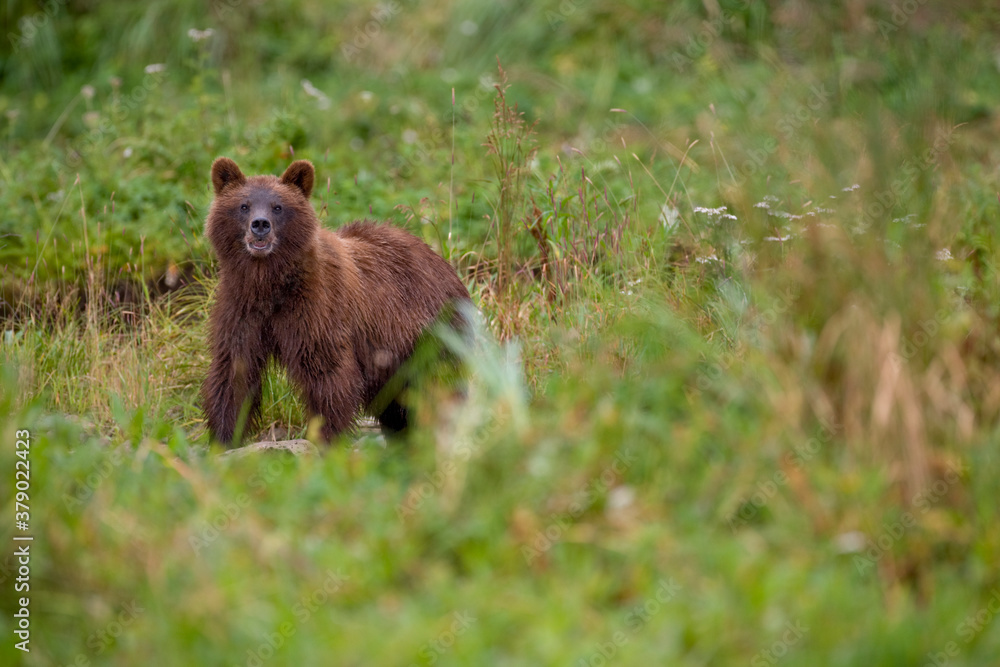 Fototapeta premium Brown Bear in Coastal Meadow, Pybus Bay, Alaska