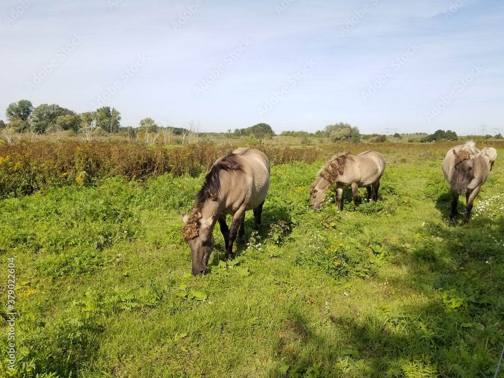 wild horses wild horses
