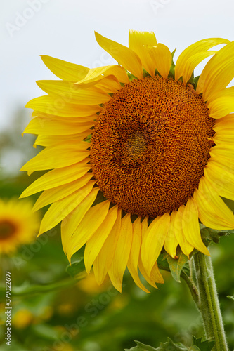 Close up image of a mature sunflower with vivid yellow petals and orange center growing in a field
