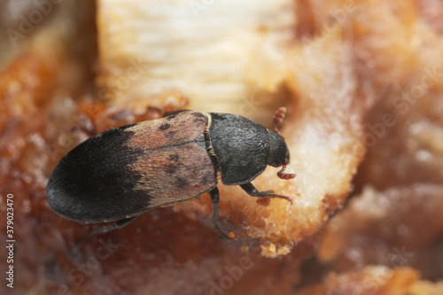 Larder beetle, Dermestes ladarius on meat, this beetle can be a pest on animal products