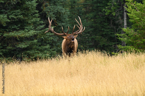 A Large Elk coming out of trees