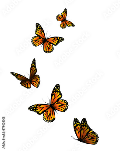 Fotografie, Obraz Flying orange butterflies. Vector illustration