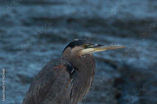 Great blue heron, seen in the wild in North California 