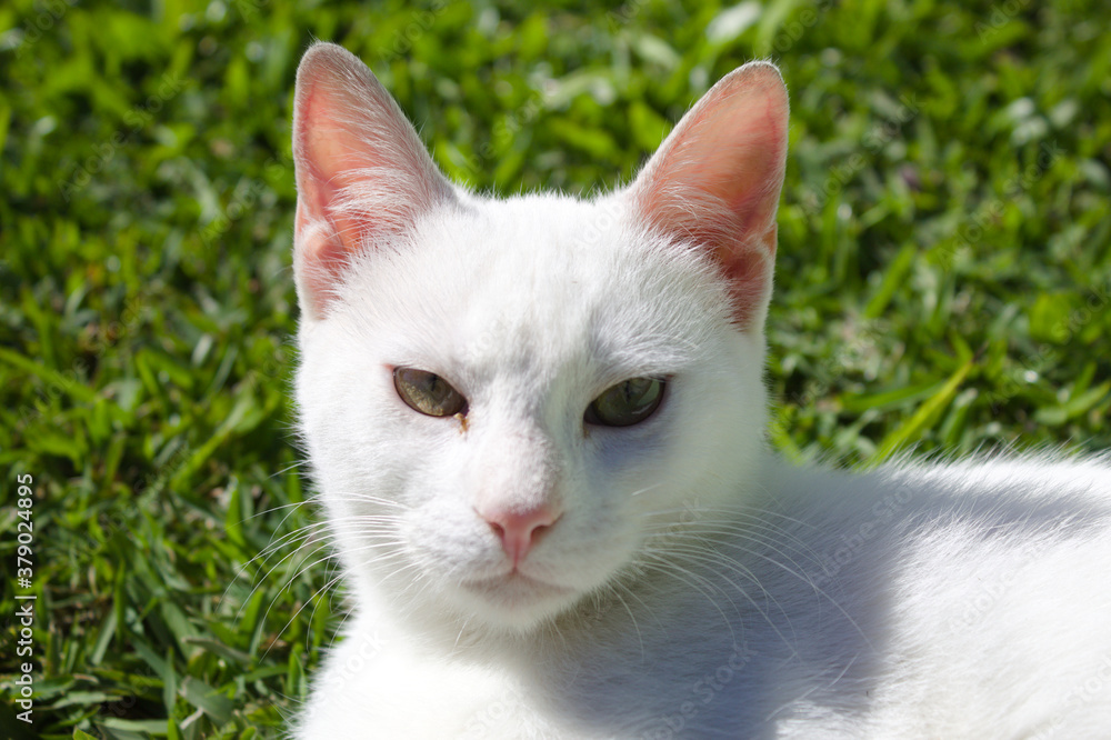 White cat in the garden of a Brazilian house