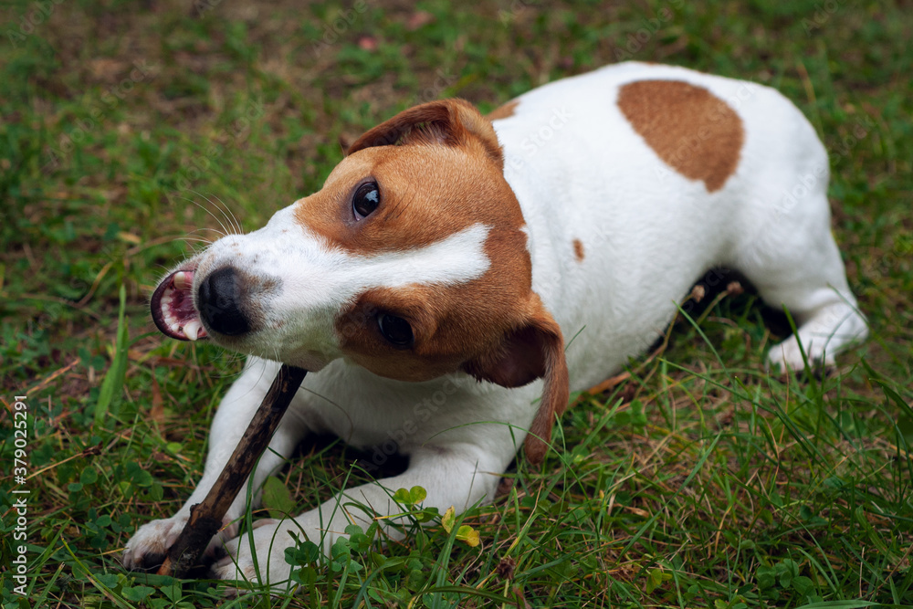 jack russell dog lies on the green grass and gnaws a stick