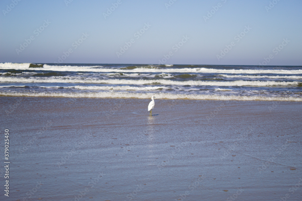 Bird looking for food on the beach
