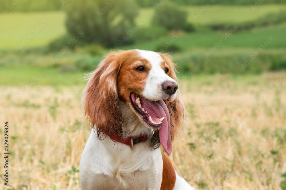 An adorable red and white Russian spaniel dog walks out of town in a field. The dogs look at the owner. Hunting dog. Selective focus. Photo of the head.
