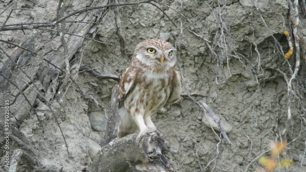 Little owl (Athene noctua) sitting image captured in Azerbaijan Little owl (Athene noctua) sitting image captured in Azerbaijan