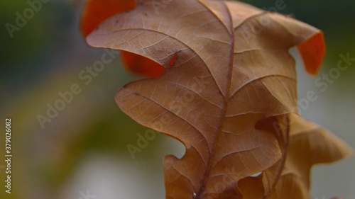 leaf on the ground 3