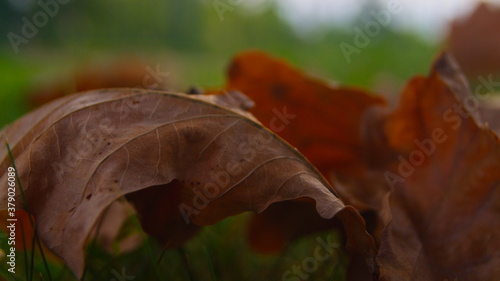 leaf on the ground 2
