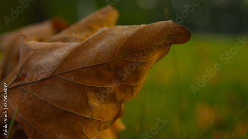 leaf on the ground