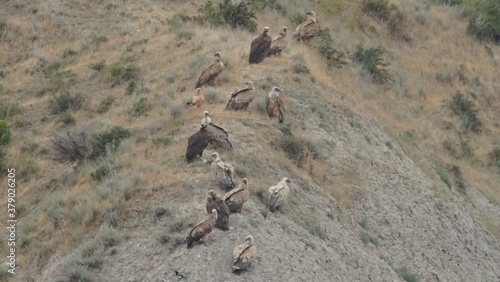 Group of scavengers birds including Egyptian vulture (Neophron percnopterus), Griffon vulture (Gyps fulvus) and Cinereous vulture (Aegypius monachus), captured in Azerbaijan