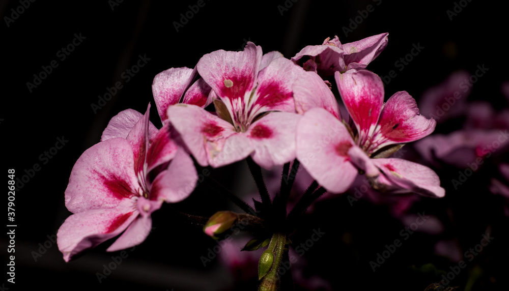 Fototapeta premium bonitos geranios capturados en la noche