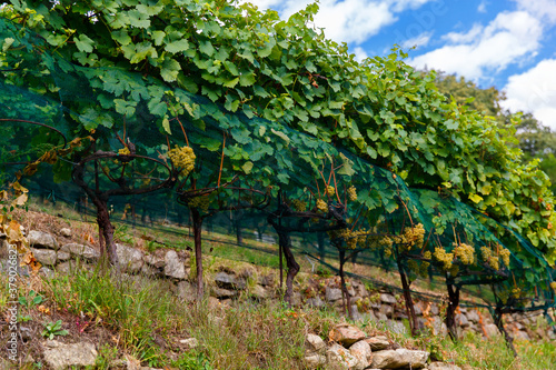 Vineyards near the small town of Chiavenna  Italy in a valley between the Alps.