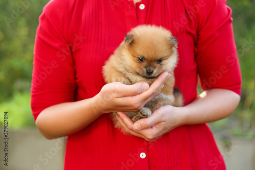human hands hold small spitz puppy