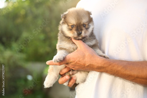 human hands hold small spitz puppy