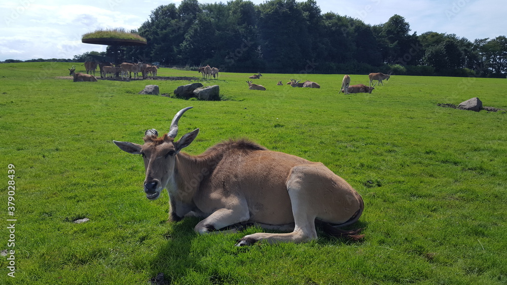 Antilope Antilope