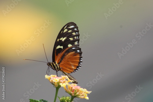 mariposa bebiendo néctar 
