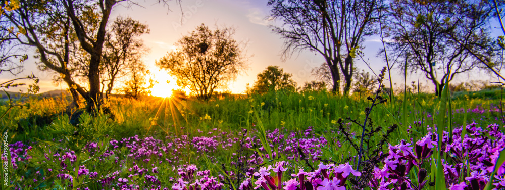 Fototapeta premium a lavender colored field in Cyprus at sunset with a sunstar