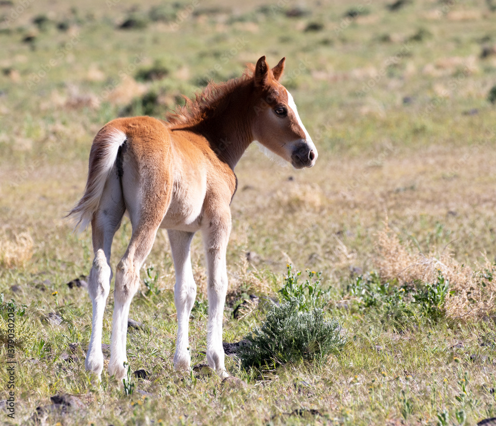 foal and mother foal and mother