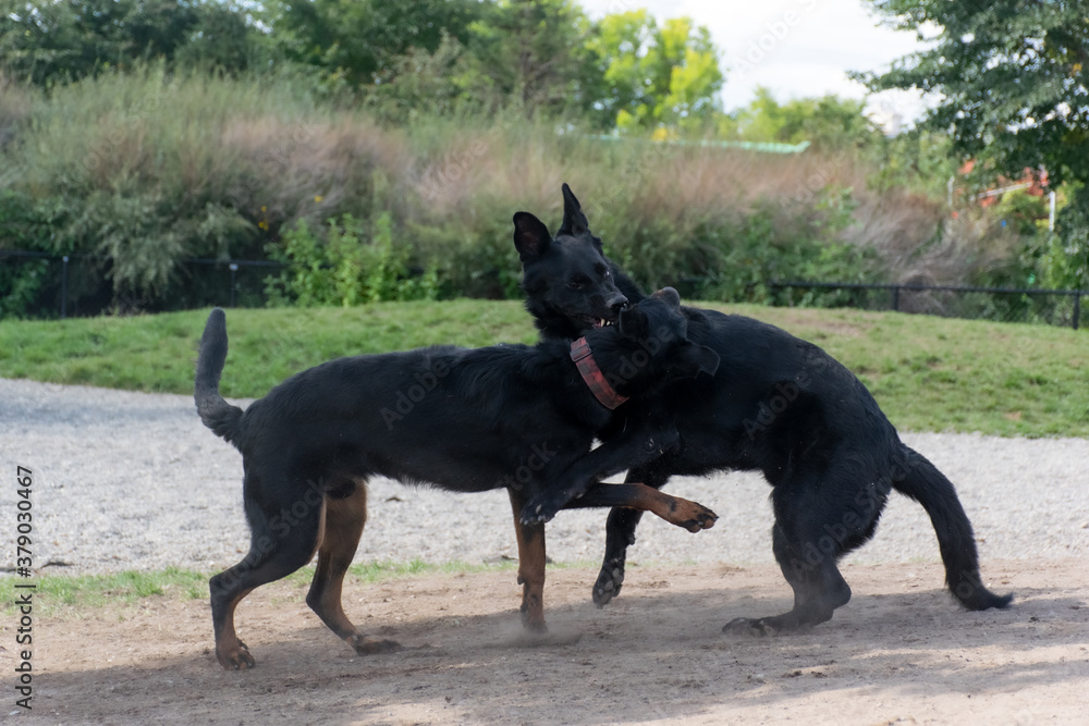two black dogs playing at the dog park two black dogs playing at the dog park