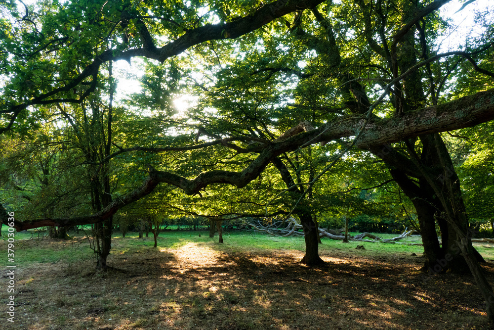 Naklejka premium Sehr alter Baum