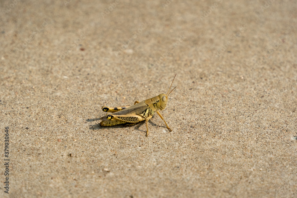 A grasshopper on a concrete path in a city Texas park on a sunny September day A grasshopper on a concrete path in a city Texas park on a sunny September day