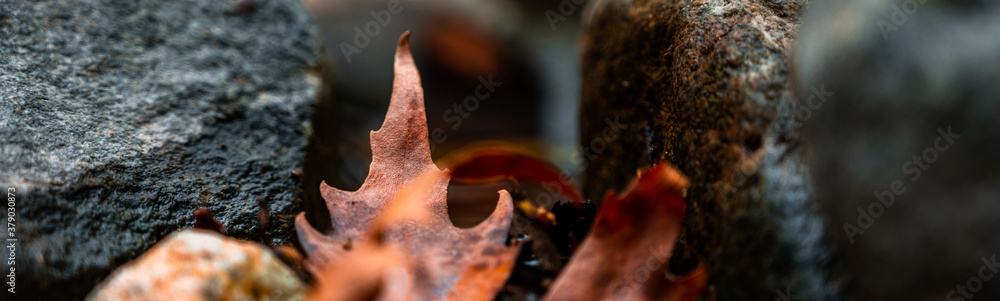 autumn forest floor scene with orange leafs autumn forest floor scene with orange leafs