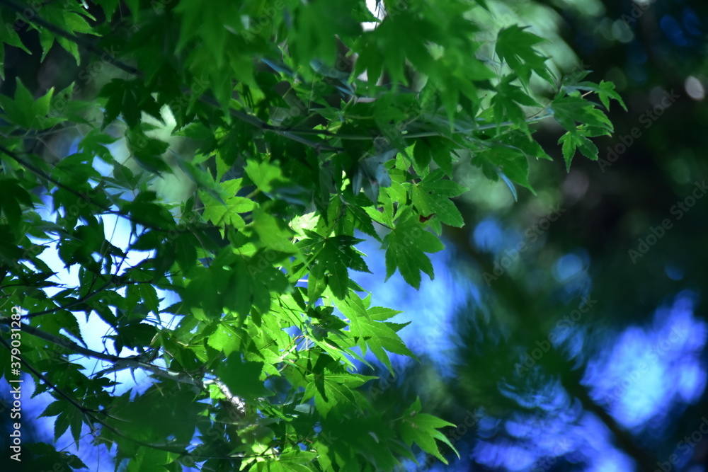 楓の葉越しの青空