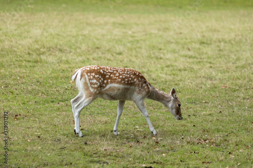 Zeist  Utrecht The Netherlands - September 12 2020  A deer searching for fresh acorns in the green grass at the edge of the forest