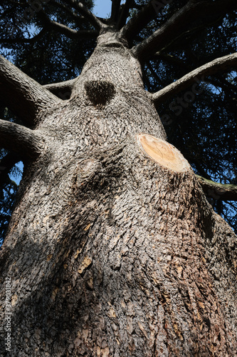 Close-up view of an old and big tree, from down to the treetop. Blue sky is visible through the tree branches.