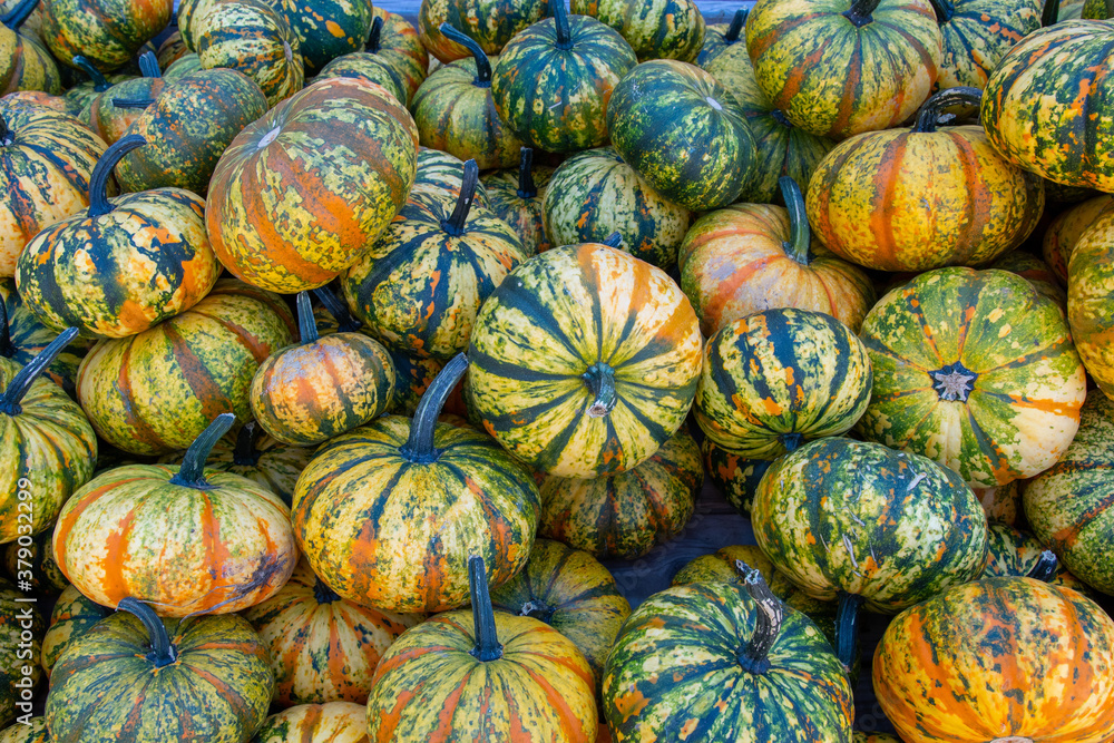 Beautiful bright striped pumpkin close-up, delicious seasonal vegetable