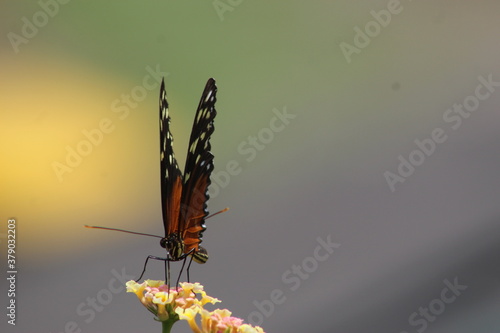 mariposa bebiendo nectar