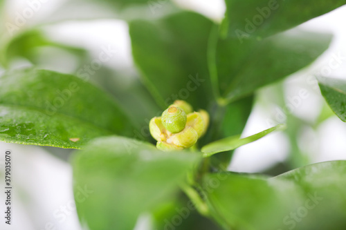Close-up of lemon fruit after blooming on lemon tree
