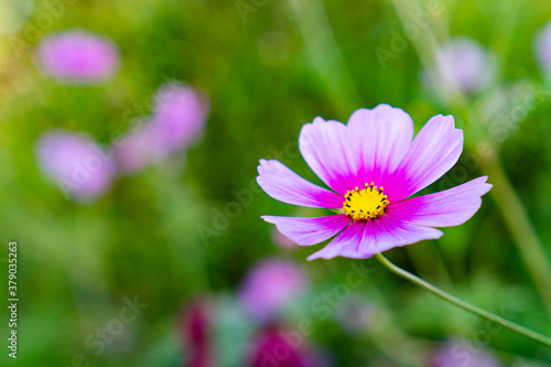 Cosmos bipinnatus close up with e beutiful bokeh