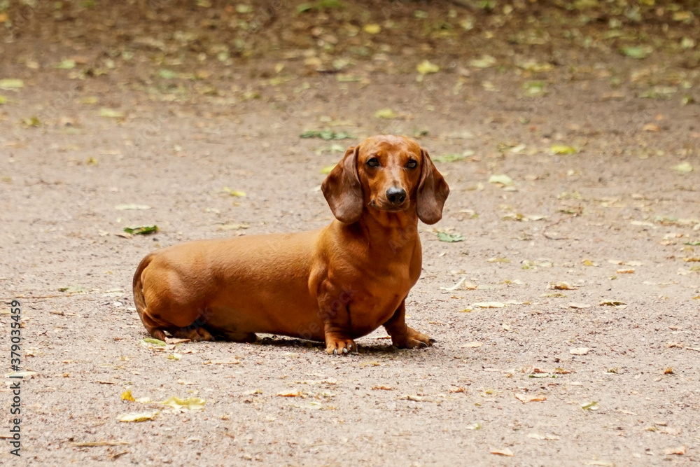 Portrait of a short-legged and short-haired dog - dachshunds.