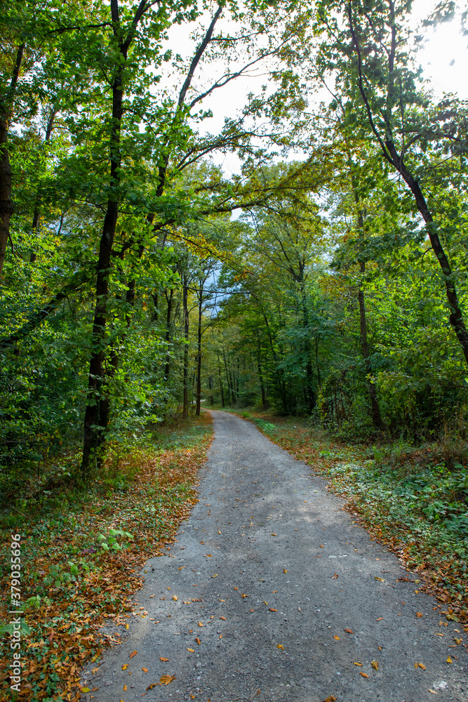 Naklejka premium Pathway walking path in the forest in autumn