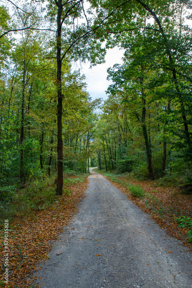 Pathway walking path in the forest in autumn Pathway walking path in the forest in autumn