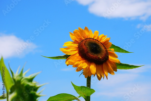 Fototapeta Naklejka Na Ścianę i Meble -  sunflower on blue sky