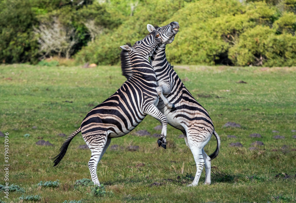 Φωτογραφία Burchell zebras playing in the field, zebras playing in nature reserve in South Africa